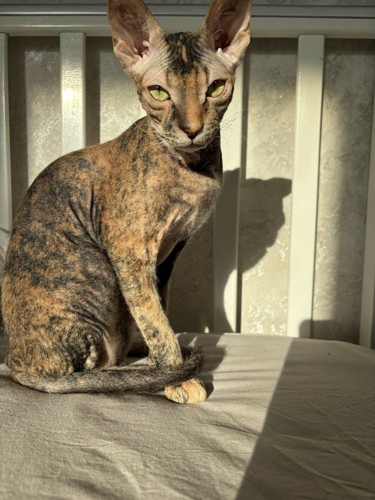Кошечка ищет кота для вязки