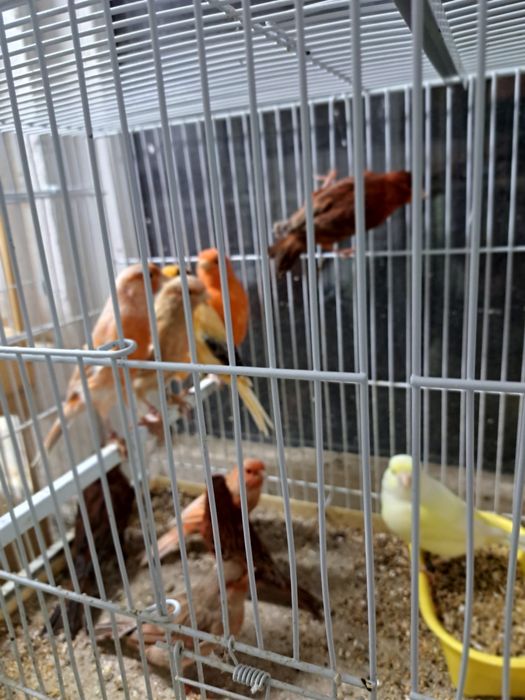 Canari diverse culori masculi/femele