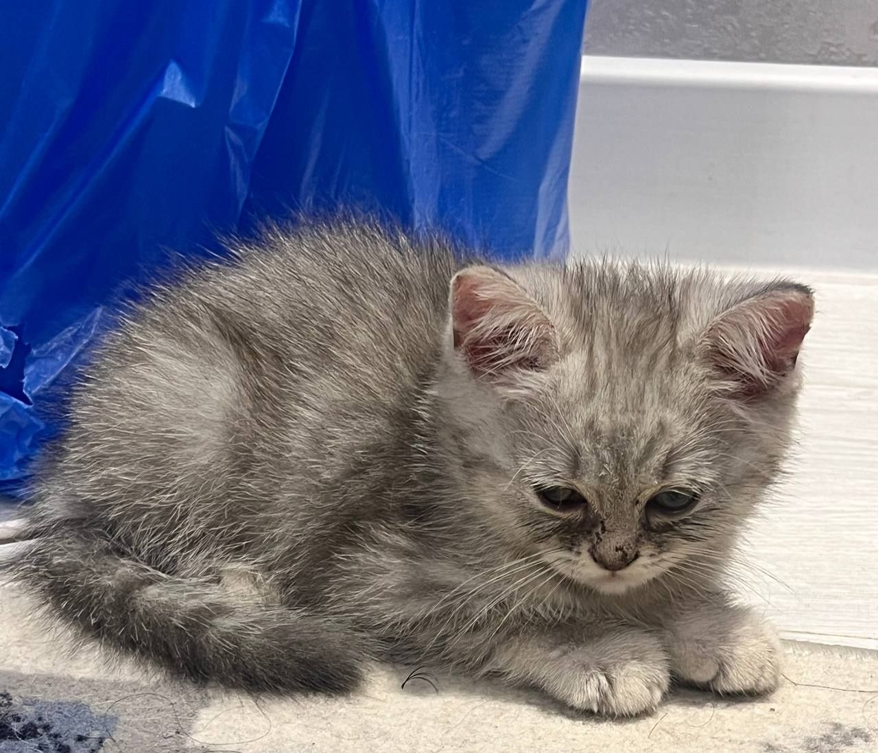 Котята Скотиш Страйт