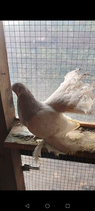 Vând/schimb o pereche de porumbei jucatori rostowi