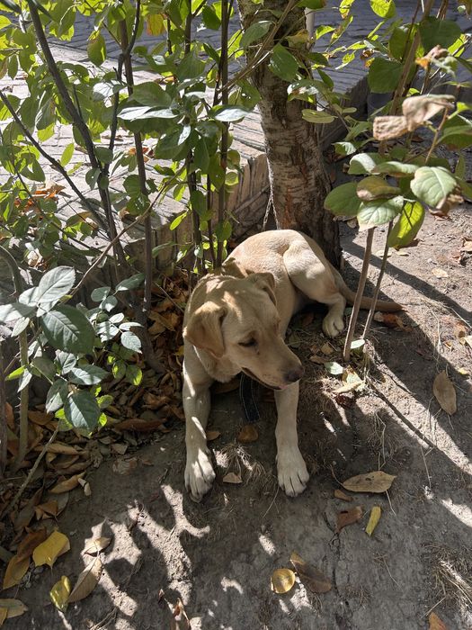 Лабрадор ретривер 4 месяца девочка