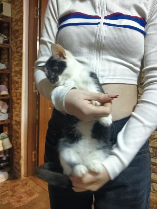 Donez pui pisică