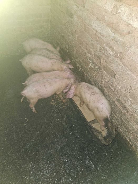 Продавам малки прасета