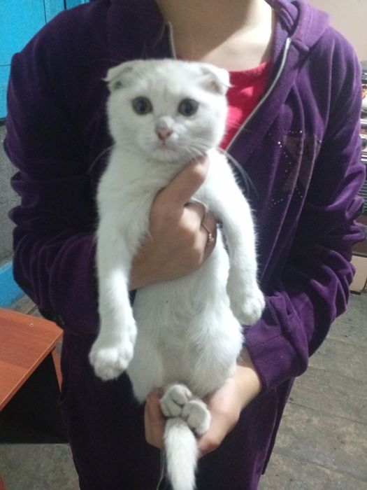 Отдам вислоухую кошечку