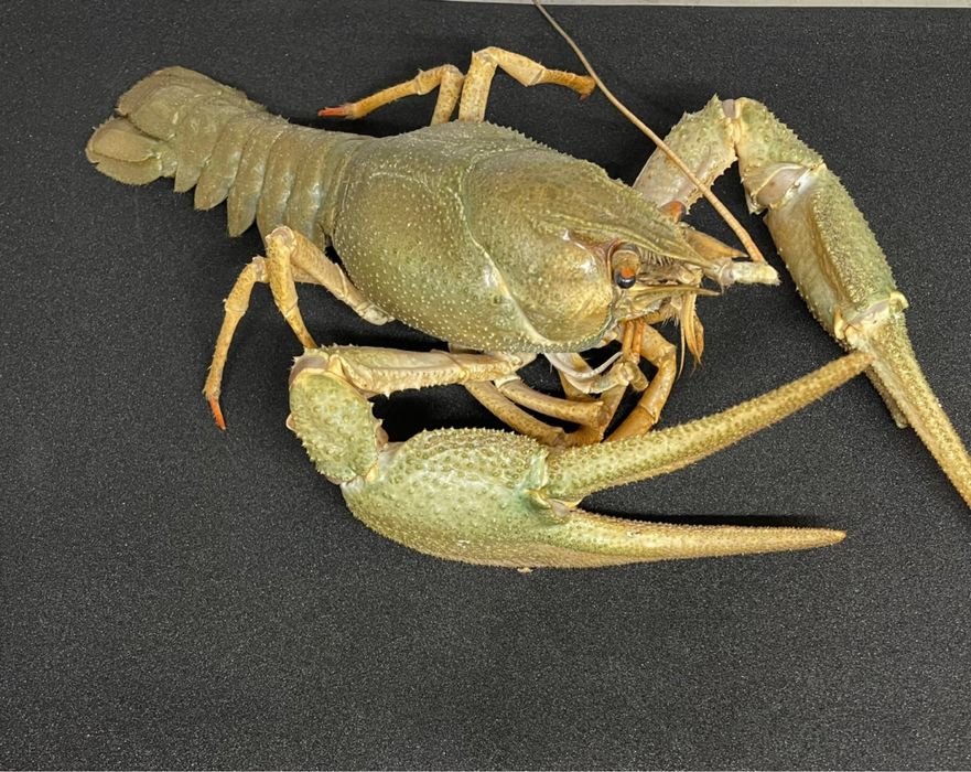 Живые раки оптом!