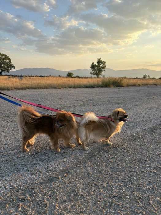 малки кралски пекинезчета