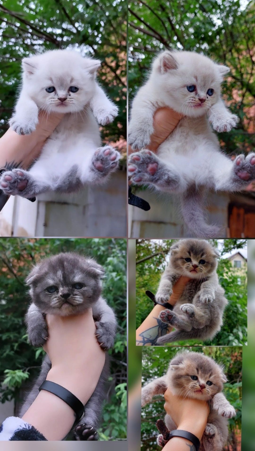 Вязка, Кот Шиншилла!( Для прямоухих и вислоухих)