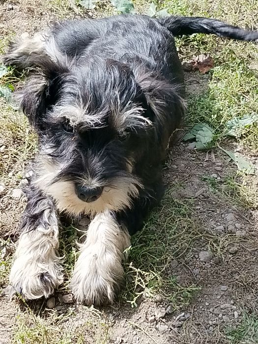 Schnauzer pitic, negru argintiu