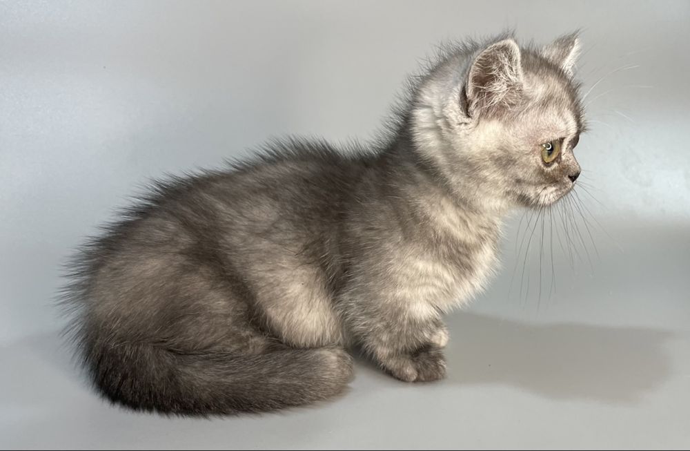 Продажа,порода манчкины.