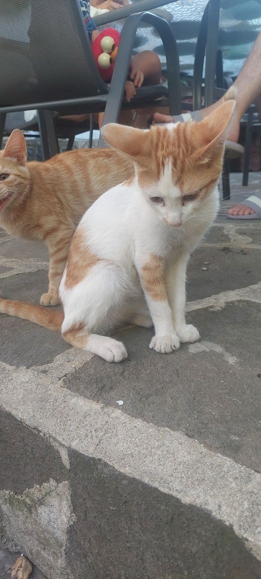 Подарявам котета