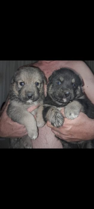 Щенки для охраны