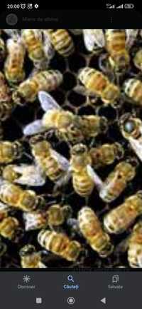 Vând 50 de familii de albine