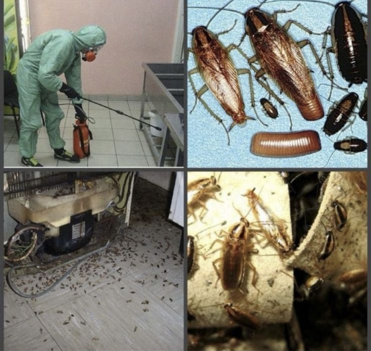 Дезинфекция помещение тараканы термиты