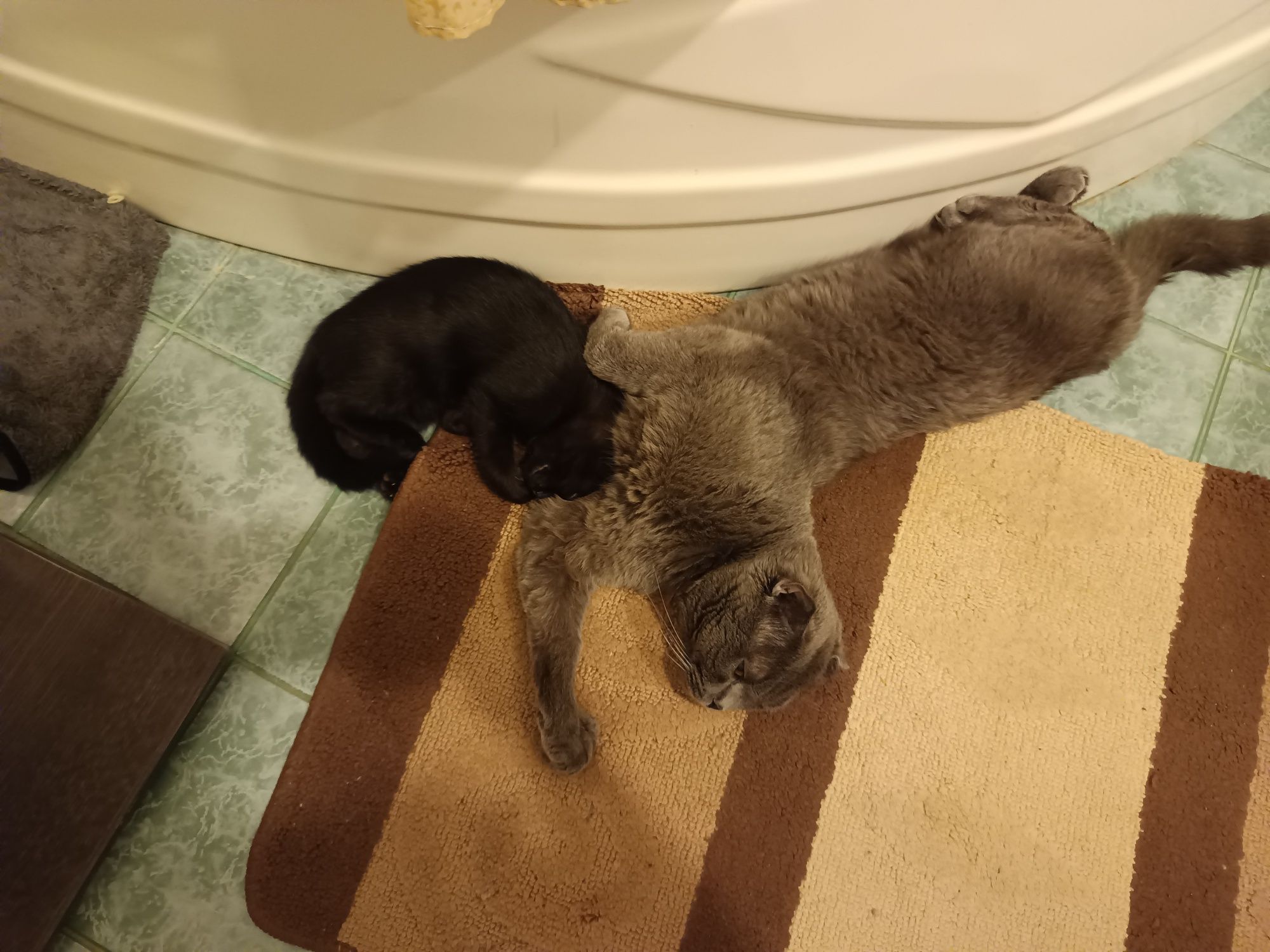 Отдам породистого котенка