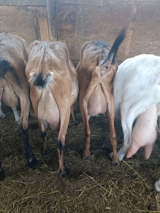 7 capre bune de lapte vor sa plece