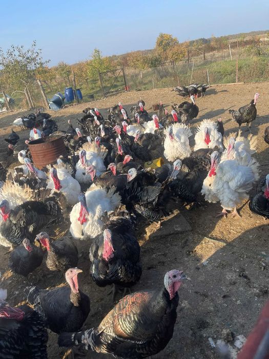 Curcani de țară crescuți natural – 100% BIO