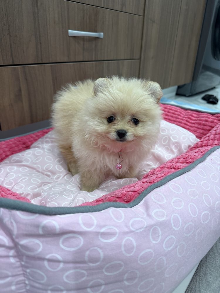 Померан на 2 месеца