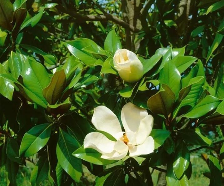 Magnolia Grandiflora la Ghiveci