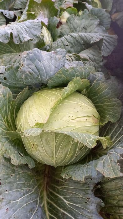 Vând varză de murat 1,8 lei/kg.