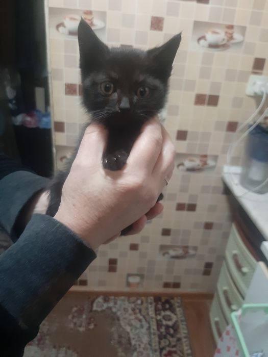 Отдам в хорошие руки