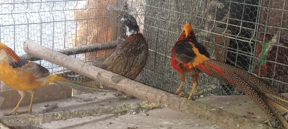 Fazani auri pe roșu,galben și comuni de anul trecut