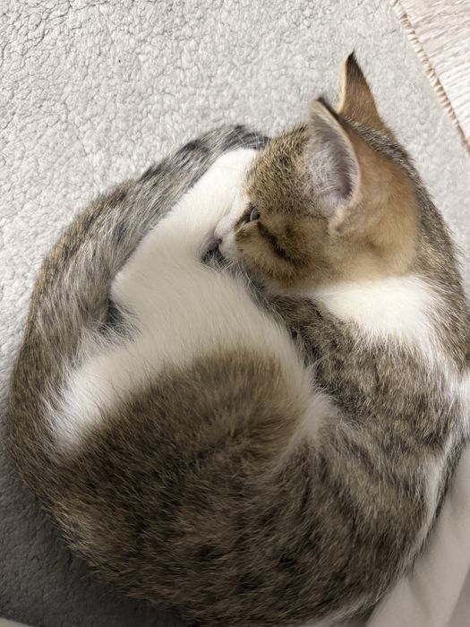 Домяшний котик, мальчик