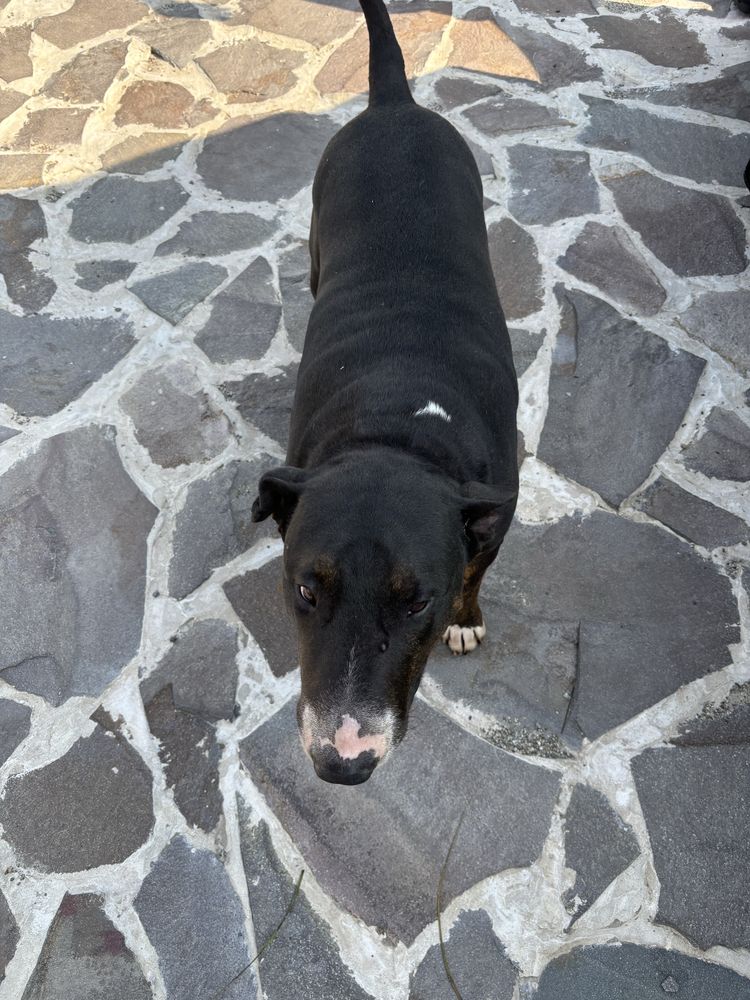 Donez bull terrier