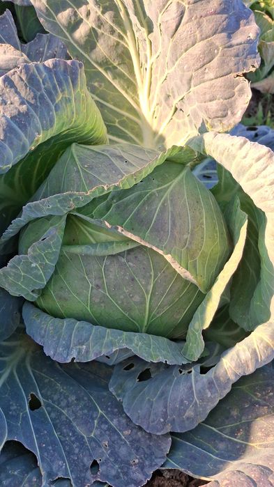 Varză beverly hills