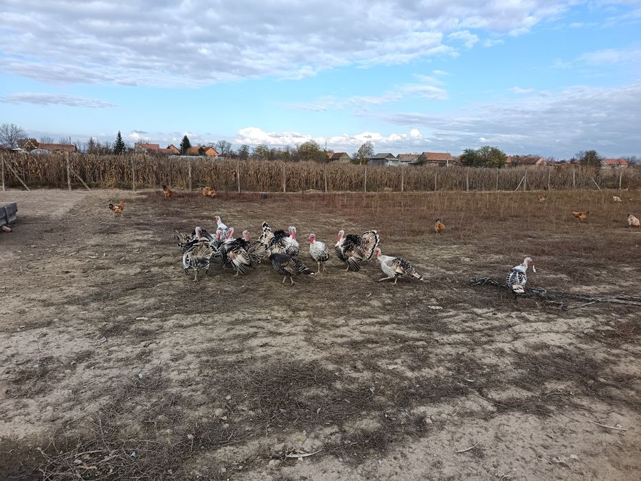 Vând curcani de casa