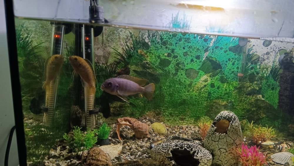 Vand pesti cu acvariu