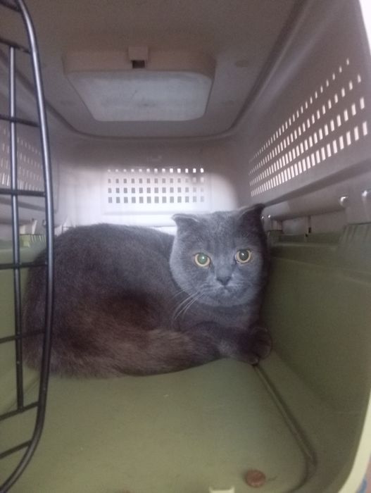 Кошка породистая