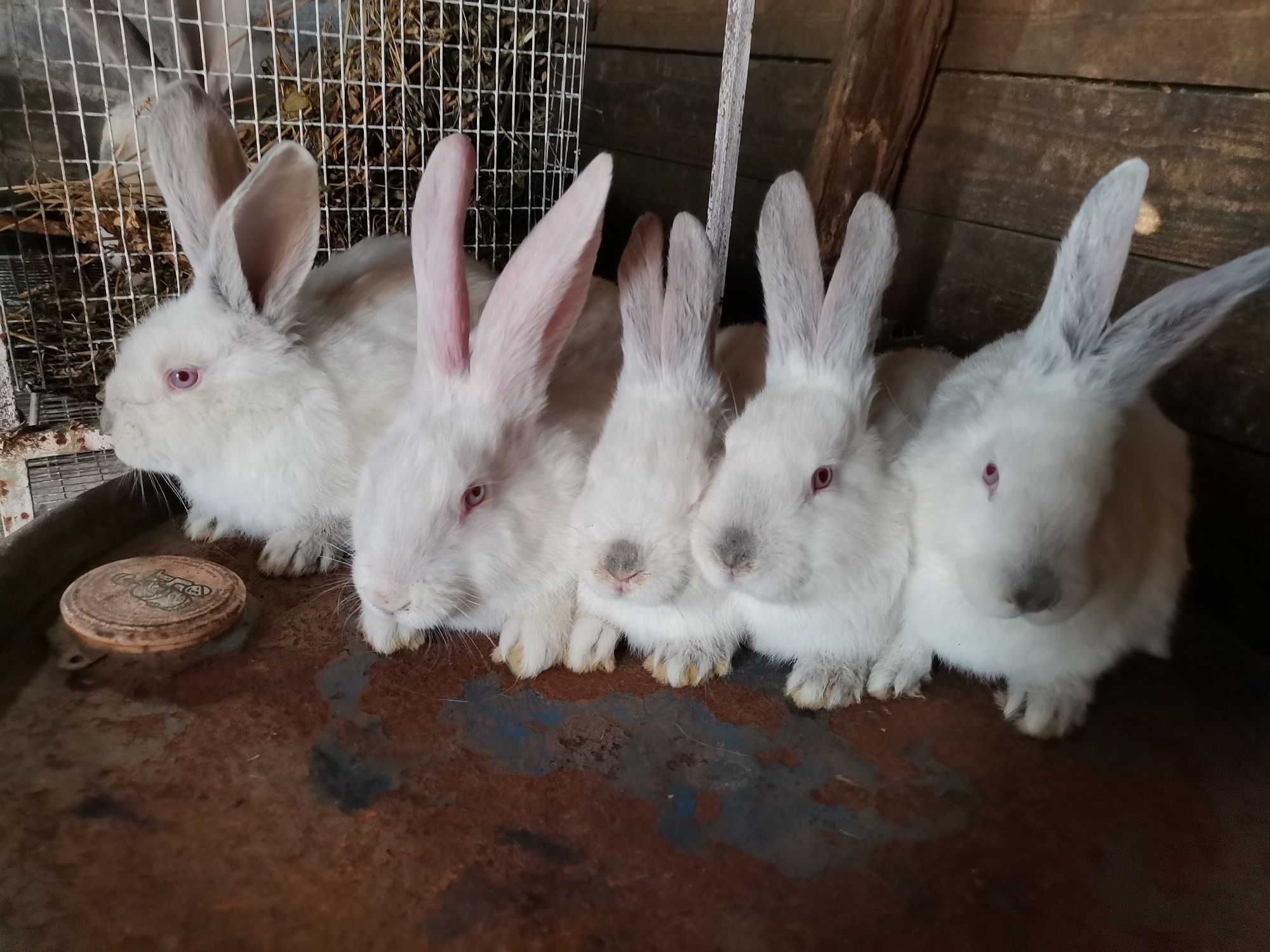 Pui iepuri diferite rase mărimi și vârste Paște