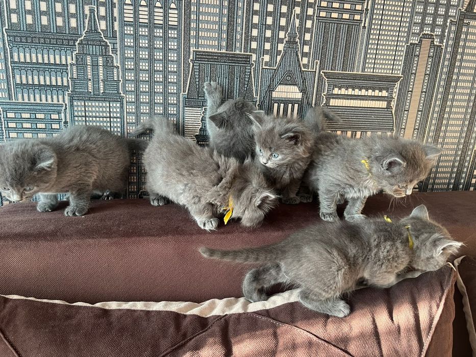 Продам котят британцев