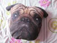 pernita simpatica PUG