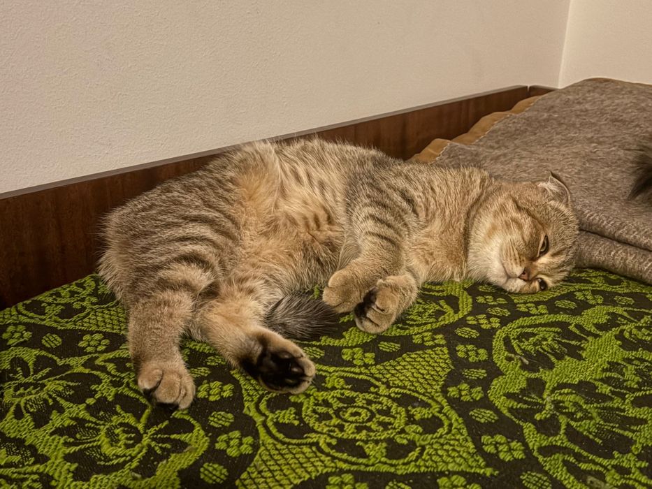 Golden chinchilla X Scottish fold kitten to a good home