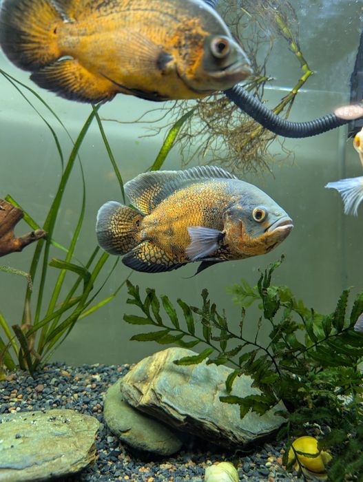 Астронотус рыбка