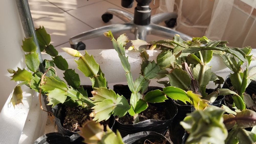 Микс цветя мушкато сакъз каланхое алое и др