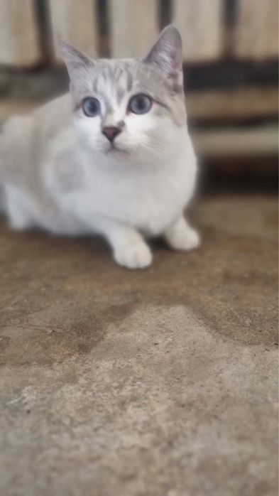 Кошечки в отвественные руки