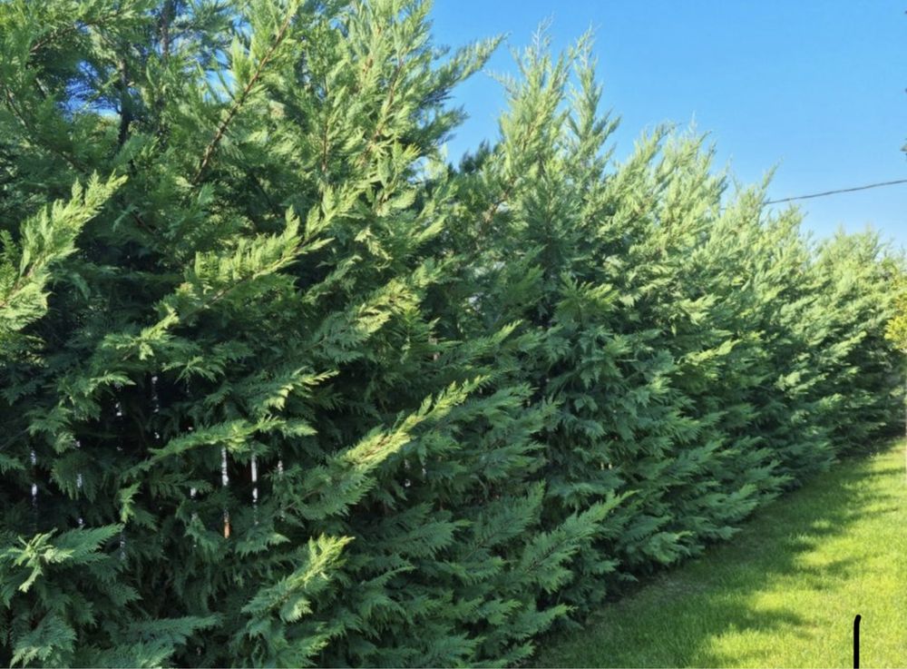 Leylandii chiparos