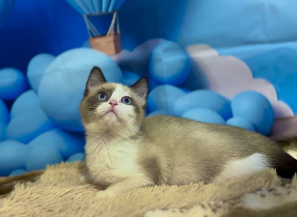 Рагдол    Регдол