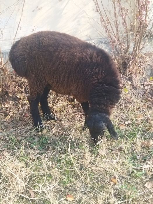 Бокишга вохани кучкори сотилади.