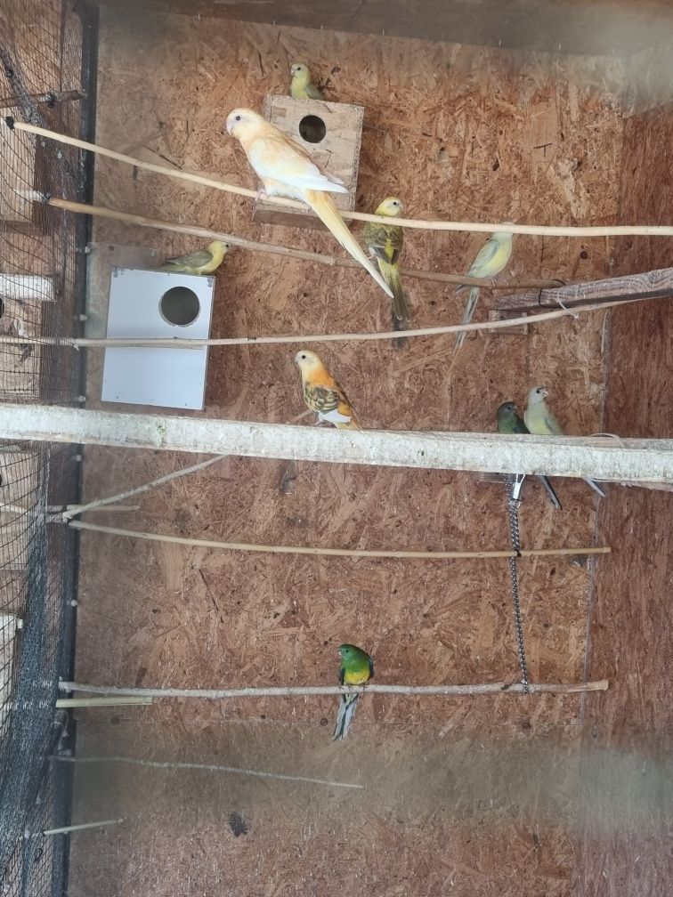 Papagali căntători pui