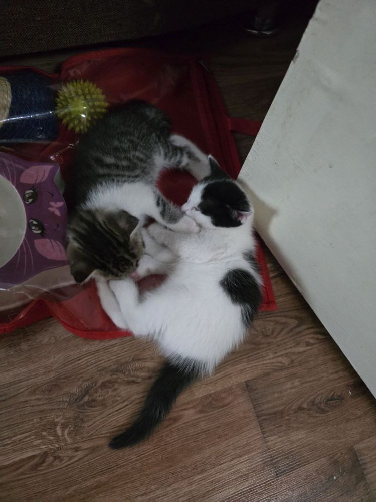 Котята даром отдаю