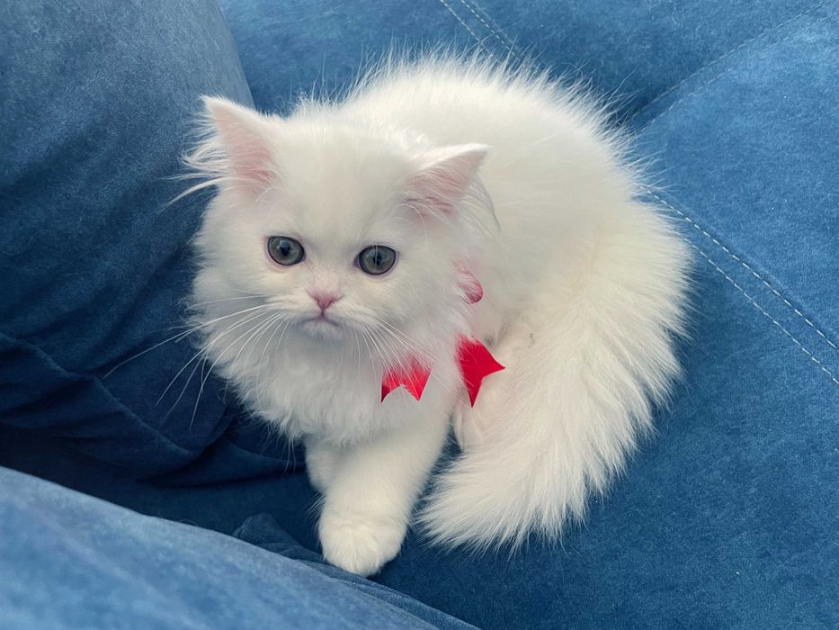 Pisicuță adorabilă Scottish Straight Longhair, cu Pedigree