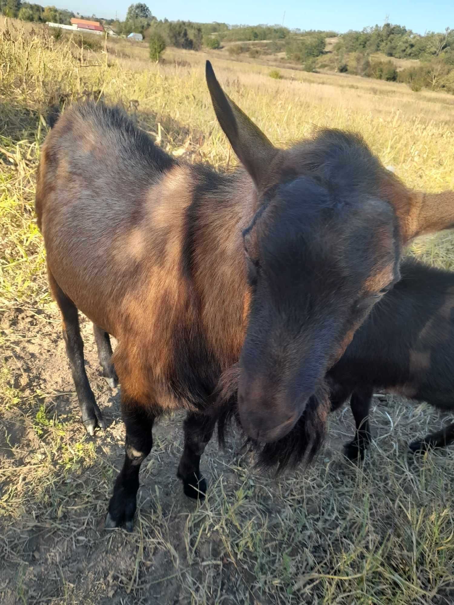 Vand țap 1 an jumate