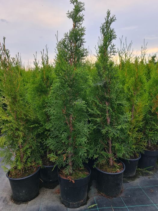 Tuia smaragd perfect aclimatizați direct din pepinieră