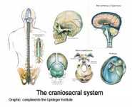 Terapie Craniosacrala