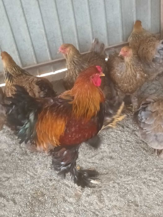 Brahma si cochinchina oua de incubat