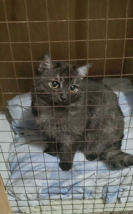 Очень красивая и утонченная кошечка ищет дом