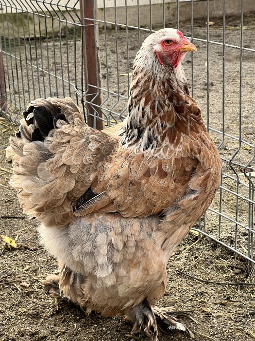 Gaini Brahma, culoare somon si albastru